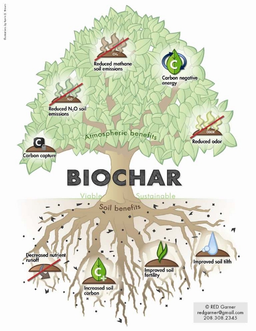 biochar_tree